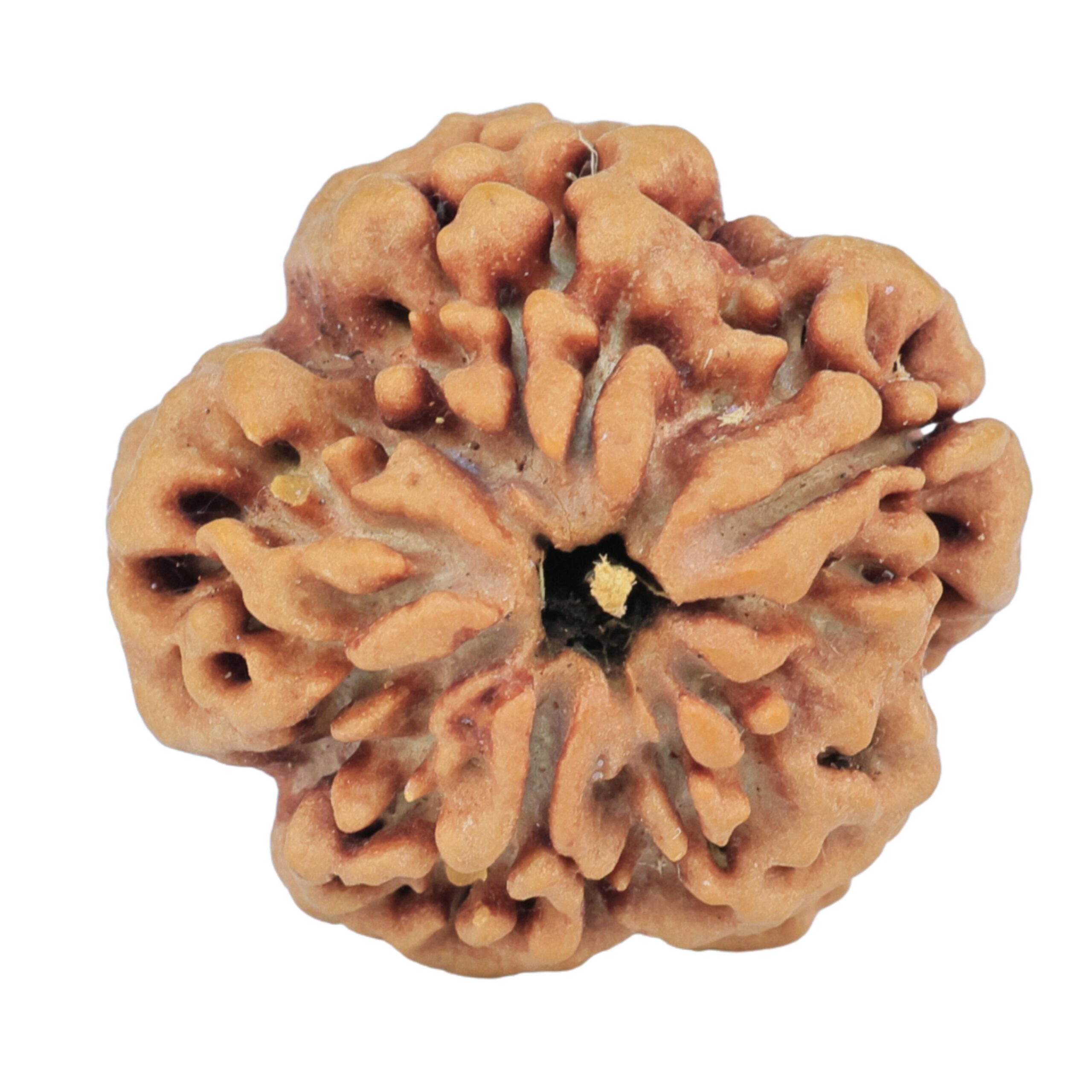 1MK(Underdeveloped) 22.8mm 3.89gm - Rudraksha back