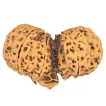 10 Mk Gaurishankar 43.4mm 9.48gm - Rudraksha back