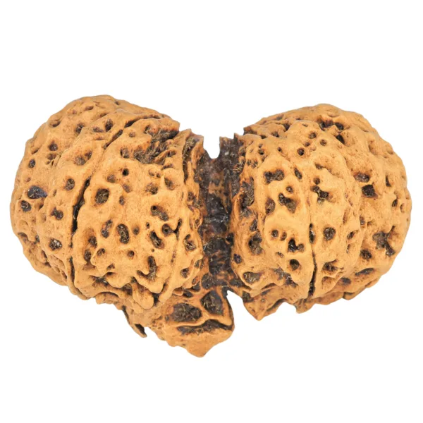 10 Mk Gaurishankar 43.4mm 9.48gm - Rudraksha back
