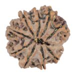 9 Mukhi Rudraksha 26mm 5gm - Rudraksha back