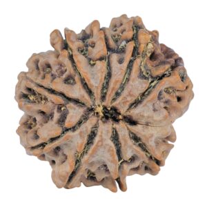 9 Mukhi Rudraksha 26mm 5gm - Rudraksha back