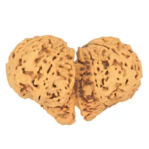 11 MK Gaurishankar 43.7mm 9.18gm - Rudraksha back