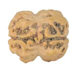 2 Mukhi Rudraksha 24mm 3.52gm - Rudraksha back