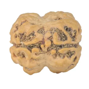 2 Mukhi Rudraksha 24mm 3.52gm - Rudraksha back