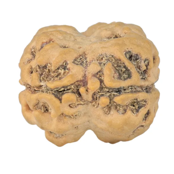 2 Mukhi Rudraksha 24mm 3.52gm - Rudraksha back