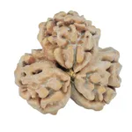 3 Mukhi Rudraksha 23.8mm 3.47gm - Rudraksha back