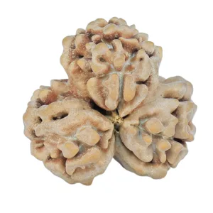 3 Mukhi Rudraksha 23.8mm 3.47gm - Rudraksha back