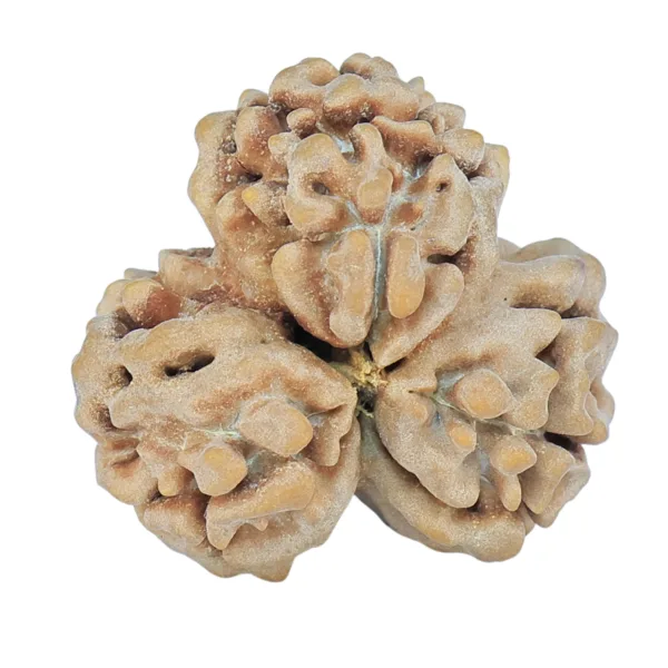 3 Mukhi Rudraksha 23.8mm 3.47gm - Rudraksha back