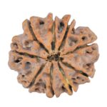 9 Mukhi Rudraksha 25.2mm 4.71gm - Rudraksha back