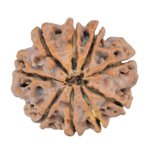 9 Mukhi Rudraksha 25.2mm 4.71gm - Rudraksha back
