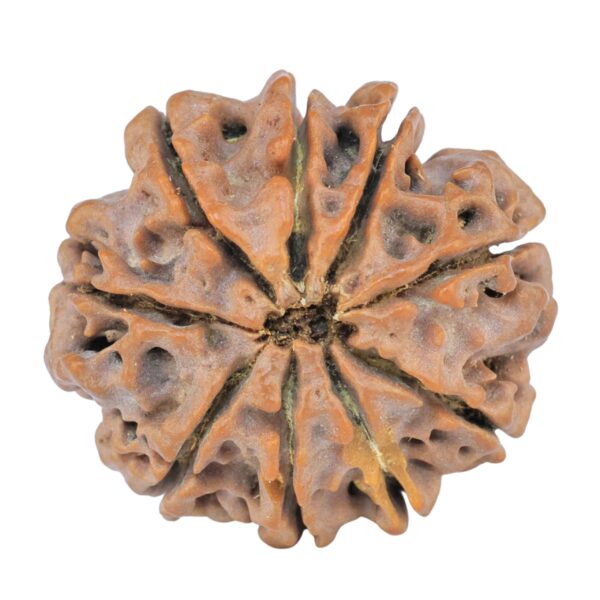 9 Mukhi Rudraksha 25.2mm 4.71gm - Rudraksha back
