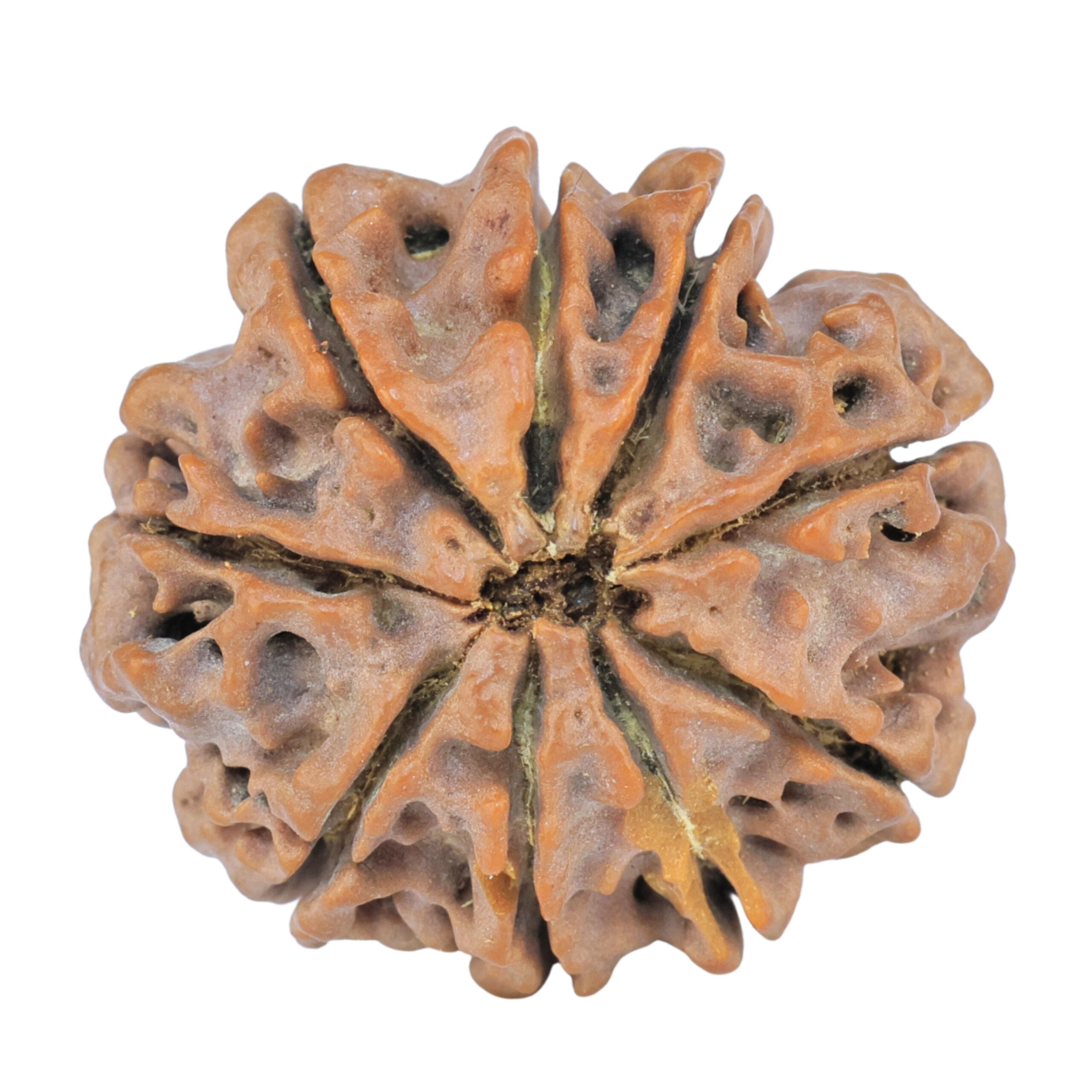 9 Mukhi Rudraksha 25.2mm 4.71gm - Rudraksha back