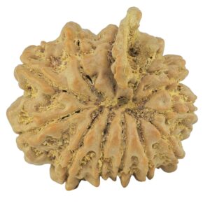 11 Mukhi Ganesh 23.4mm 3.78gm - Rudraksha back