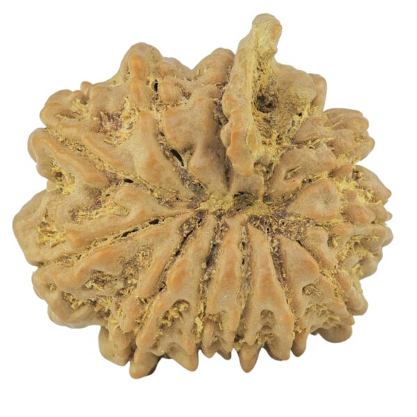 11 Mukhi Ganesh 23.4mm 3.78gm - Rudraksha back