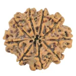 9 Mukhi Rudraksha 28.6mm 5.43gm - Rudraksha back