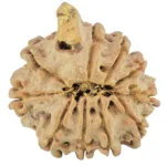 10 Mukhi Ganesh 22.3mm 3.17gm - Rudraksha back