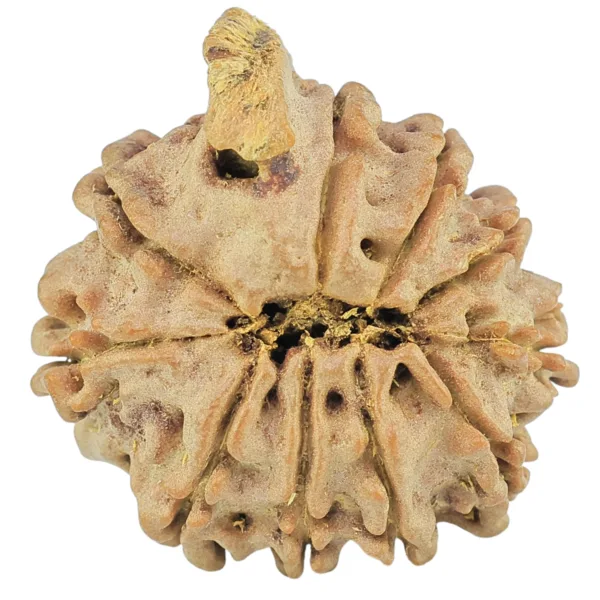 10 Mukhi Ganesh 22.3mm 3.17gm - Rudraksha back