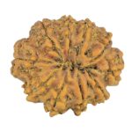 10 Mukhi Rudraksha 24.9mm 3.76gm - Rudraksha back