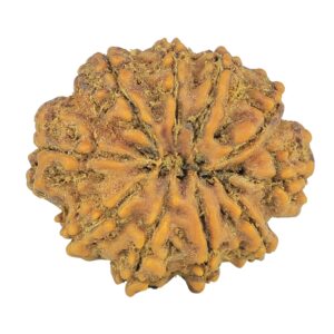 10 Mukhi Rudraksha 24.9mm 3.76gm - Rudraksha back