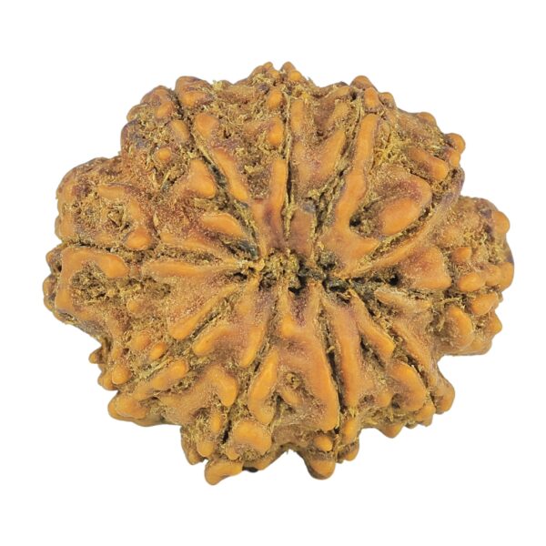 10 Mukhi Rudraksha 24.9mm 3.76gm - Rudraksha back