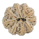 9 Mukhi Rudraksha 30.1mm 7.94gm - Rudraksha back