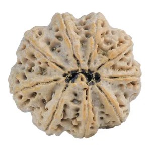 9 Mukhi Rudraksha 30.1mm 7.94gm - Rudraksha back