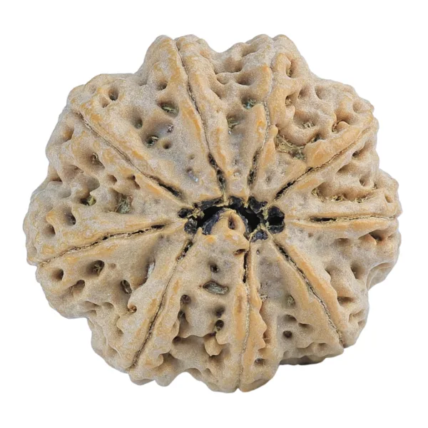 9 Mukhi Rudraksha 30.1mm 7.94gm - Rudraksha back