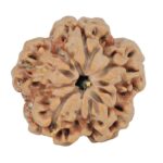 1MK(Underdeveloped) 23.9mm 4.59gm - Rudraksha back