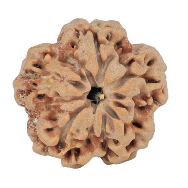 1MK(Underdeveloped) 23.9mm 4.59gm - Rudraksha back