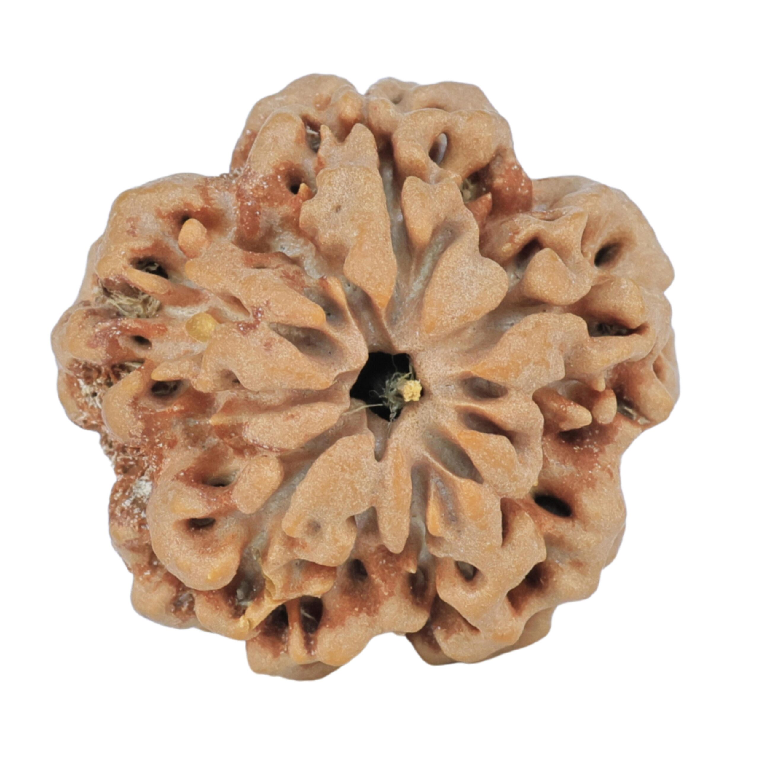 1MK(Underdeveloped) 23.9mm 4.59gm - Rudraksha back