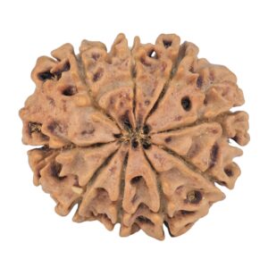 9 Mukhi Rudraksha 25.8mm 3.82gm - Rudraksha back