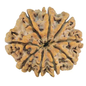 9 Mukhi Rudraksha 26.1mm 3.84gm - Rudraksha back