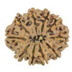 10 Mukhi Rudraksha 26mm 4.76gm - Rudraksha back