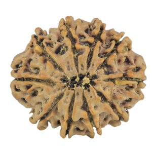 10 Mukhi Rudraksha 26mm 4.76gm - Rudraksha back