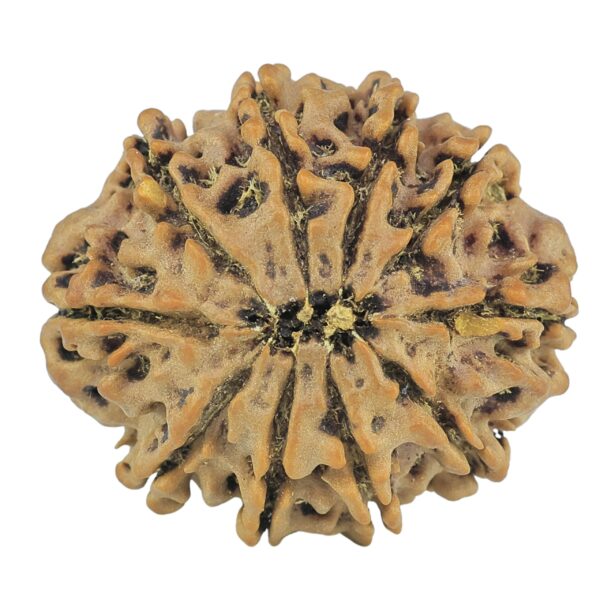 10 Mukhi Rudraksha 26mm 4.76gm - Rudraksha back
