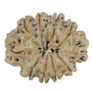 10 Mukhi Rudraksha 25.5mm 3.12gm - Rudraksha back