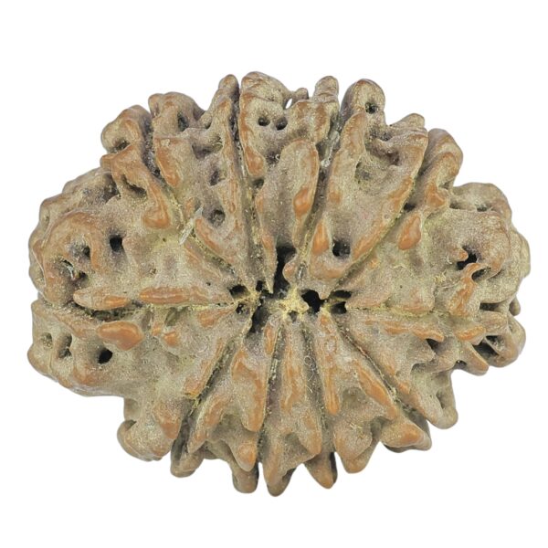 10 Mukhi Rudraksha 25.5mm 3.12gm - Rudraksha back