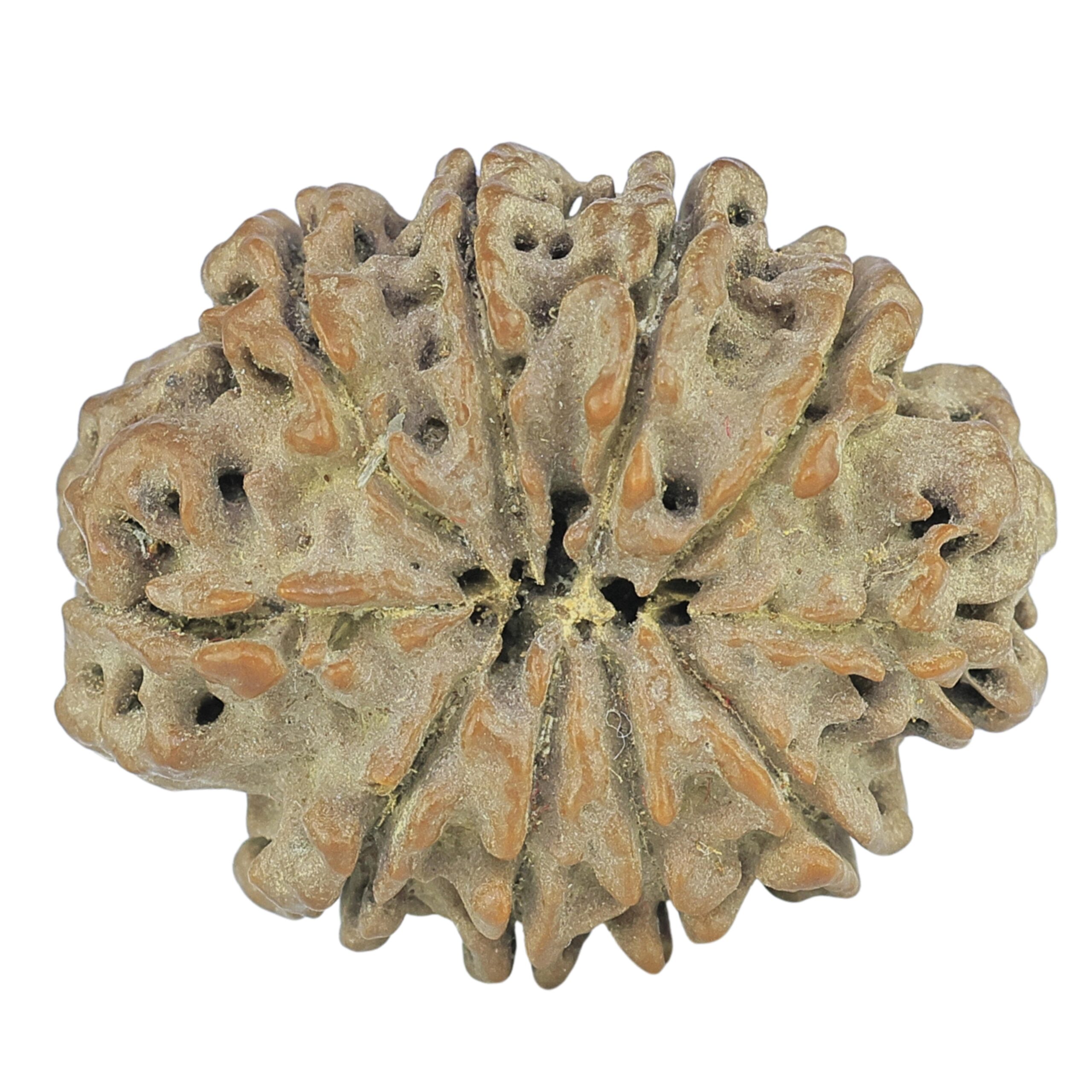 10 Mukhi Rudraksha 25.5mm 3.12gm - Rudraksha back