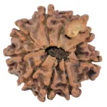9 Mukhi Ganesh 22.2mm 3gm - Rudraksha back