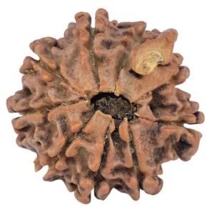 9 Mukhi Ganesh 22.2mm 3gm - Rudraksha back