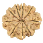 9 Mukhi Rudraksha 31.6mm 8.15gm - Rudraksha back
