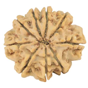 9 Mukhi Rudraksha 31.6mm 8.15gm - Rudraksha back