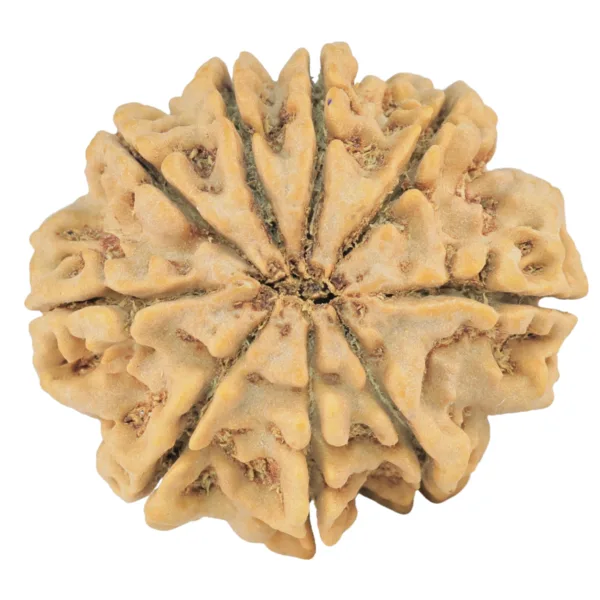 9 Mukhi Rudraksha 31.6mm 8.15gm - Rudraksha back