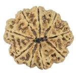 9 Mukhi Rudraksha 32.5mm 7.45gm - Rudraksha back