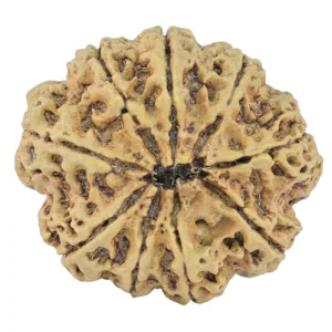9 Mukhi Rudraksha 32.5mm 7.45gm - Rudraksha back
