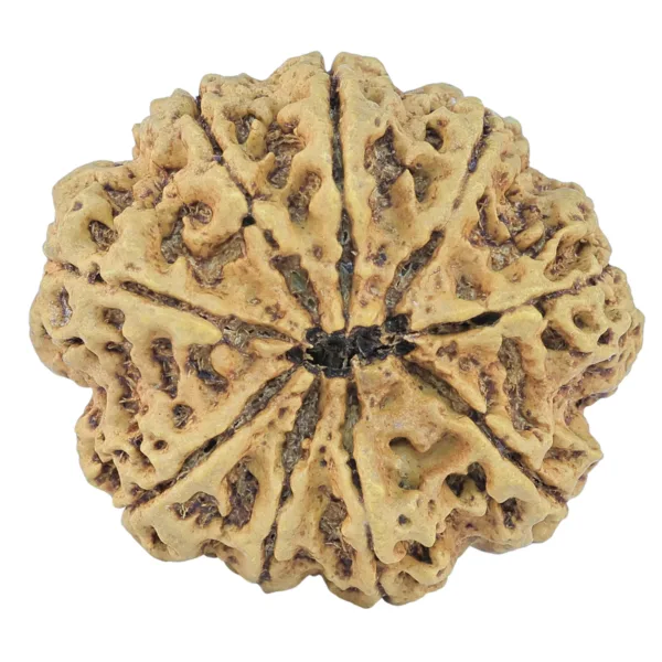 9 Mukhi Rudraksha 32.5mm 7.45gm - Rudraksha back
