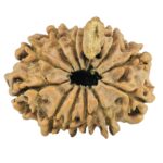 11 Mukhi Ganesh 25.1mm 2.47gm - Rudraksha back