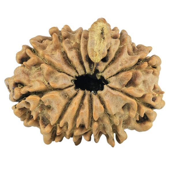 11 Mukhi Ganesh 25.1mm 2.47gm - Rudraksha back