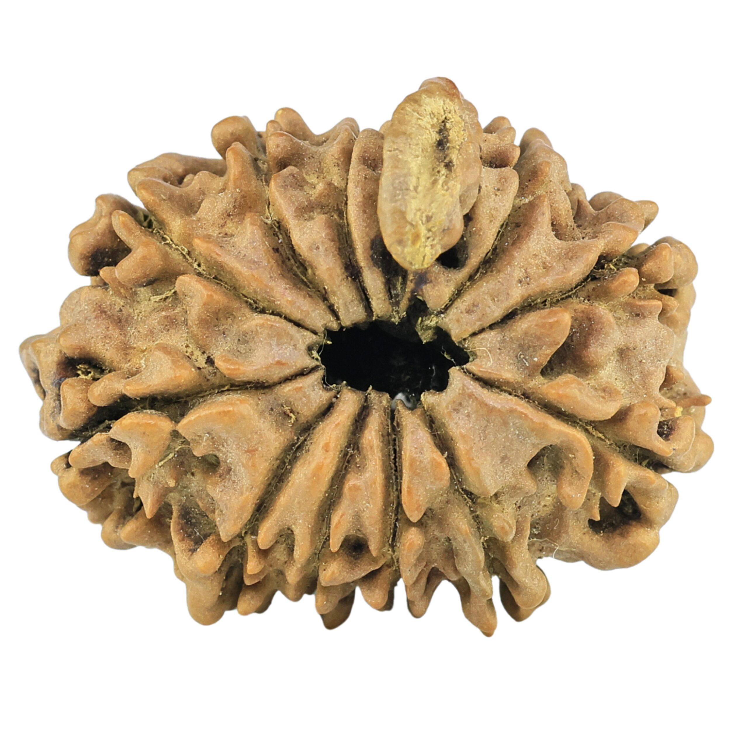 11 Mukhi Ganesh 25.1mm 2.47gm - Rudraksha back