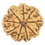 9 Mukhi Rudraksha 26.8mm 3.73gm - Rudraksha back